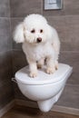 Havanese dog standing on closed toilet