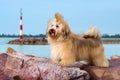 Cute Havanese dog is standing in a harbor, looking into the dist