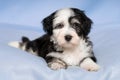 Cute Havanese puppy dog is lying on a blue blanket