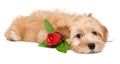 Cute havanese puppy dog lying with a red rose