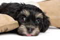 Cute havanese puppy dog is waiting for her owner Royalty Free Stock Photo