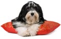 Cute havanese puppy is lying on a red xmas cushion