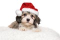 Cute havanese puppy is lying on a white pillow in Santa`s hat Royalty Free Stock Photo