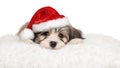 Cute havanese puppy lying on a white pillow in Santa`s hat Royalty Free Stock Photo