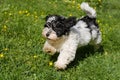 Cute havanese puppy running in a spring flowering garden