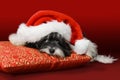 Cute havanese puppy with Santa hat on red cushion