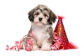 Cute Havanese puppy sitting among New Year party decorations