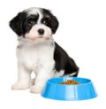 Cute Havanese puppy sitting next to a blue food bowl Royalty Free Stock Photo