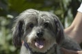 Cute Havanese schnauzer mix puppy dog close on happy face with tongue out