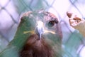 Cute hawk face closeup behind fence