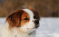 A cute head portrait of a brown and white mixed dog in the snow Royalty Free Stock Photo