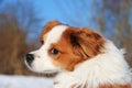 A cute head portrait of a brown and white mixed dog in the snow Royalty Free Stock Photo