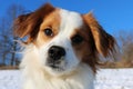 A cute head portrait of a brown and white mixed dog in the snow Royalty Free Stock Photo