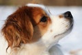 A cute head portrait of a brown and white mixed dog in the snow Royalty Free Stock Photo