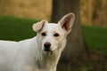 a cute head portrait of a white shepherd mix with a crooked ear