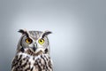 Cute head shot of owl looking curiously at the camera over grey background with copy space. Royalty Free Stock Photo