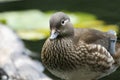 A cute head shot of a pretty female Mandarin Duck, Aix galericulata, standing on a log in a pond. Royalty Free Stock Photo