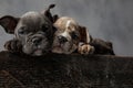 Cute heads of american bully puppies sitting in wooden box