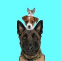 Cute heads of animals dogs and kitty in front of blue background Royalty Free Stock Photo