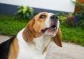 Cute and healthy beagle dogs .