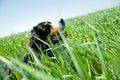 A cute, healthy dog on the field Royalty Free Stock Photo