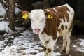 A cute and healthy little baby calf in the barn. Royalty Free Stock Photo