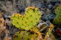 Closeup heart-shaped cactus leaf. Royalty Free Stock Photo
