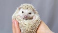 The hedgehog wakes up and jerks his legs. Cute hedgehog in a ball.