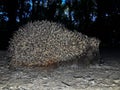 Cute hedgehog close up