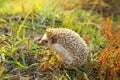 Cute Hedgehog funny on the meadow