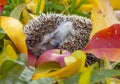 Cute Hedgehog in the garden - nice autumnal picture