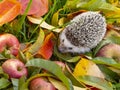 Cute Hedgehog in the garden - nice autumnal picture