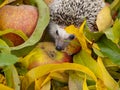 Cute Hedgehog in the garden - nice autumnal picture