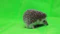 A cute hedgehog