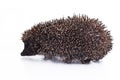 Cute hedgehog. Hedgehog quill closeup. Hedgehog spike spikes quills as texture background. Hedgehog is any of the spiny