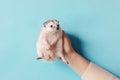 Cute hedgehog. Portrait of pretty curious muzzle of animal. Favorite pets. Atelerix, African hedgehogs. Selective focus