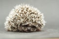 Cute hedgehog rodent baby sleeping