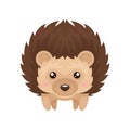Cute hedgehog, sweet lovely prickly animal cartoon character, front view vector Illustration on a white background