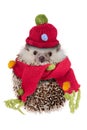 Cute hedgehog wearing red hat and scarf look like snowman