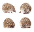 Cute hedgehogs