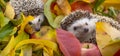 cute Hedgehogs in the garden - nice autumnal picture