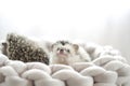 cute hedgehogs in a wicker nest.prickly pet. Hedgehog in a gray wicker bed on a light blurred background.African pygmy