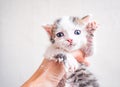 Cute helpless two-weeks old kitty in the female hand. It`s muzzle is smeared by sour cream looking on camera