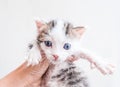 Cute helpless two-weeks old kitty in the female hand. It`s muzzle is smeared by sour cream looking on camera
