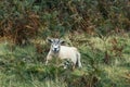 Cute Herdwick breed animal in the middle of grass plants with forest trees