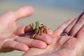 Hermit crab holding man by hand