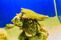 Cute hermit crab (Paguroidea) in the shell on sand and blue sea