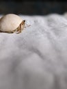 cute hermit crab trying to run away from the camera