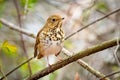 Cute Hermit Thrush bird close up portrait Royalty Free Stock Photo