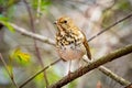 Cute Hermit Thrush bird close up portrait